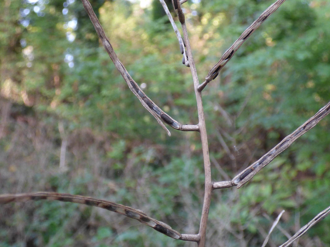 Alliaria petiolata